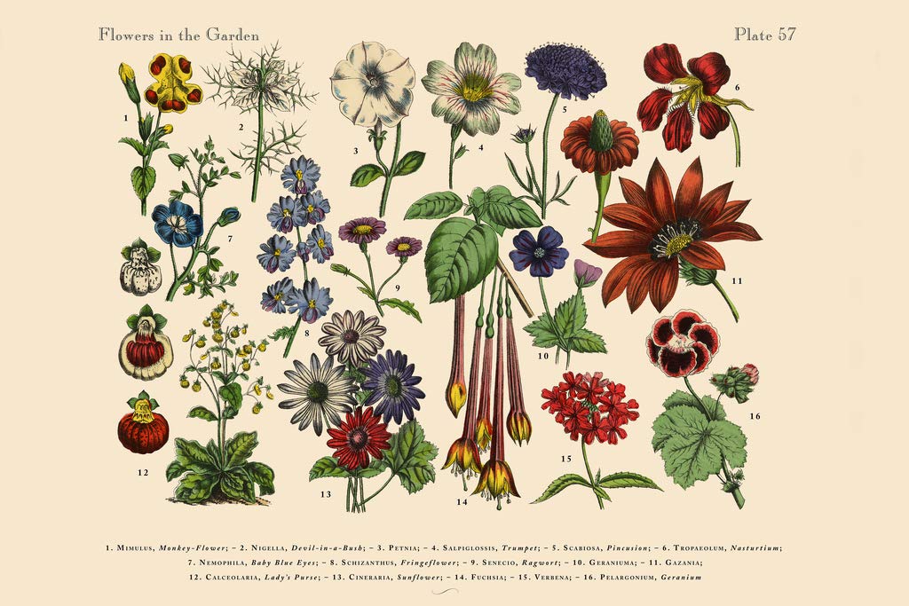 お値下げ☆洋書古書 A Victorian Flower Album 植物画 お値下げ☆洋書古書 A Victorian Flower Album 植物画の通販 by